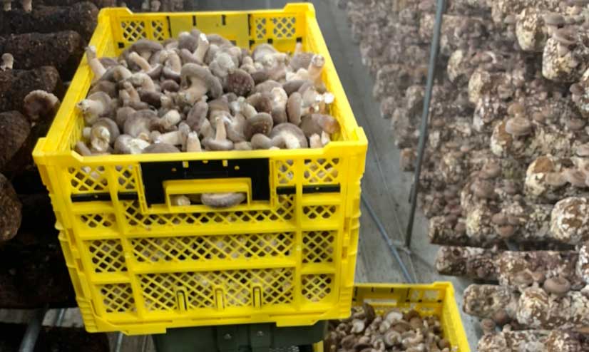 収穫されたしいたけ