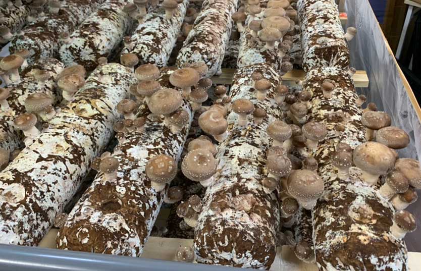 しいたけ収穫の様子