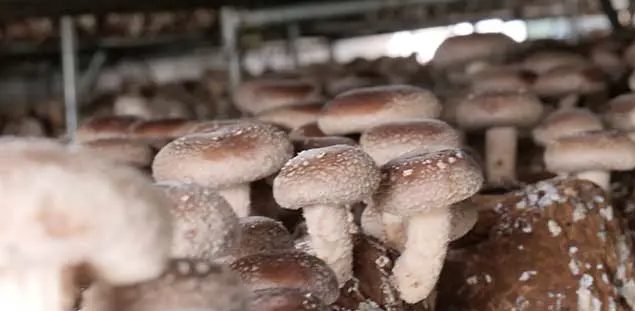 なぜしいたけ栽培なのか