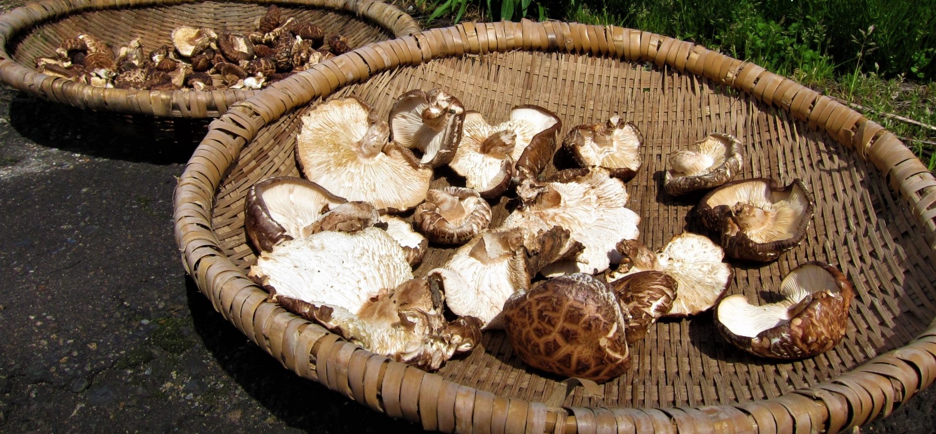 椎茸市場まとめ